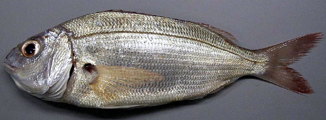 Pagellus acarne_06.jpg